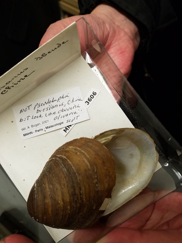 巴黎自然博物馆的贝壳库藏 --- 冈瓦纳自然网