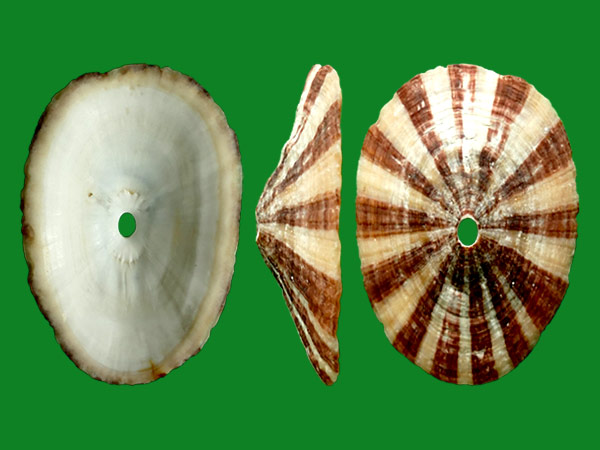 透孔螺的孔有什么用?