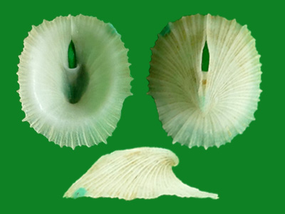 透孔螺的孔有什么用?