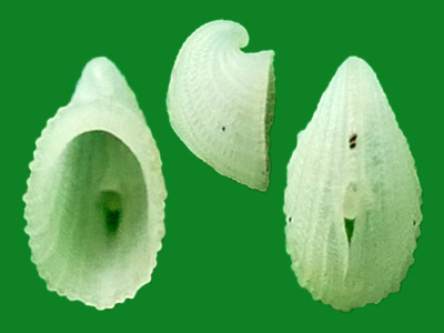 透孔螺的孔有什么用?