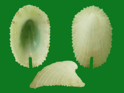 透孔螺的孔有什么用?