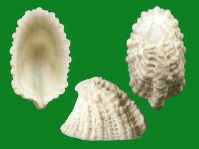 透孔螺的孔有什么用?