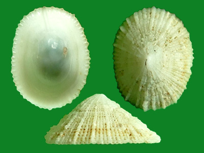 透孔螺的孔有什么用?