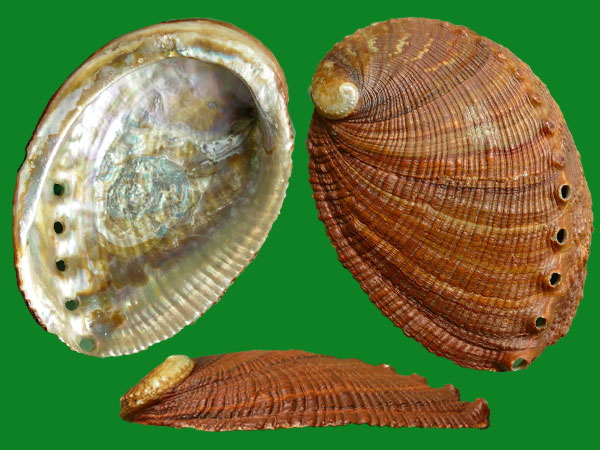 透孔螺的孔有什么用?