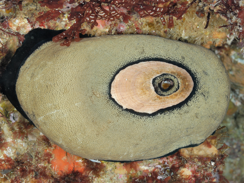 透孔螺的孔有什么用?