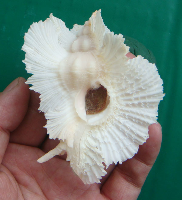 艳红芭蕉螺和新艳红芭蕉螺