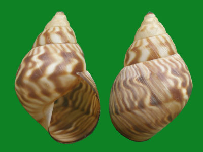 有哪些叫王子的贝壳