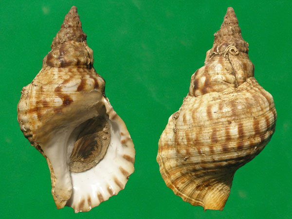 大法螺科就那么几种螺,记住就行了 --- 冈瓦纳自然网