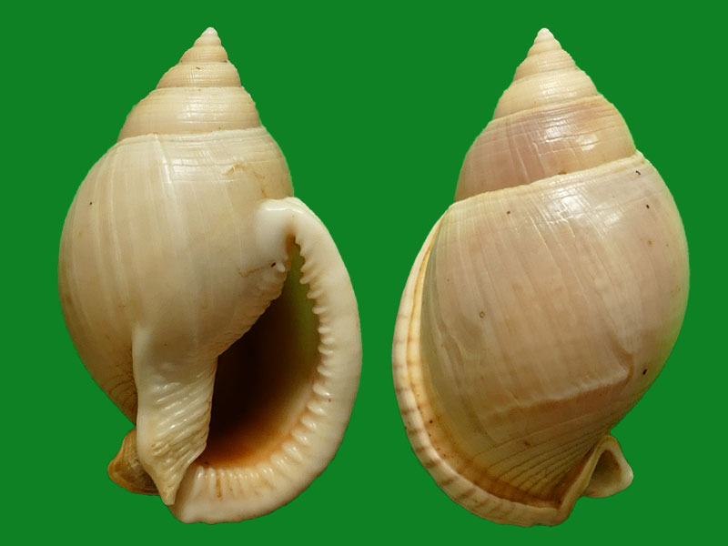 人见人爱的冠螺