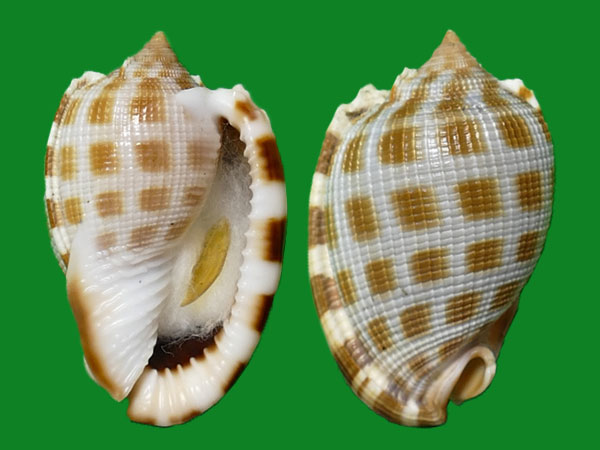 人见人爱的冠螺