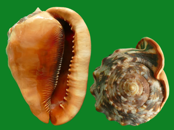 人见人爱的冠螺