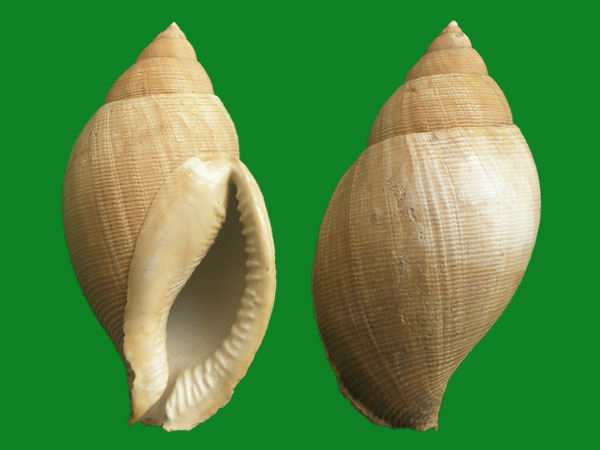 人见人爱的冠螺