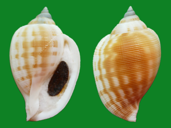人见人爱的冠螺