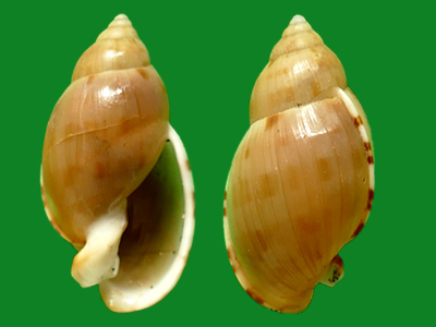 人见人爱的冠螺