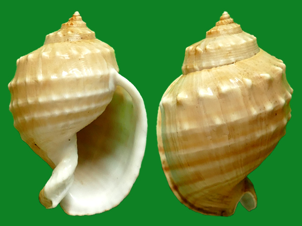 人见人爱的冠螺