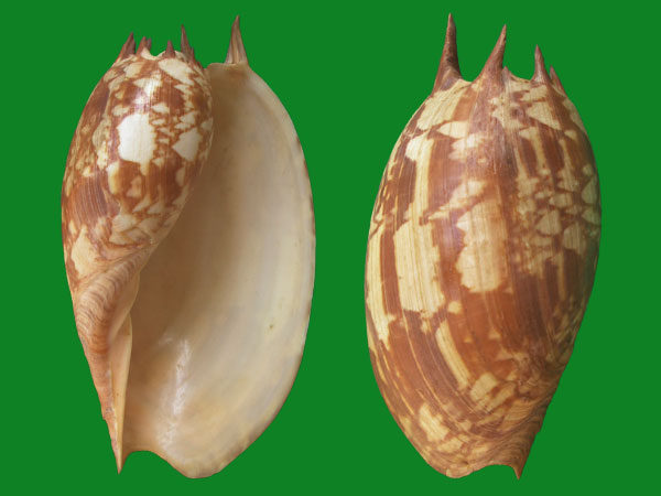 香螺科melongenidae 也有物种是有刺的