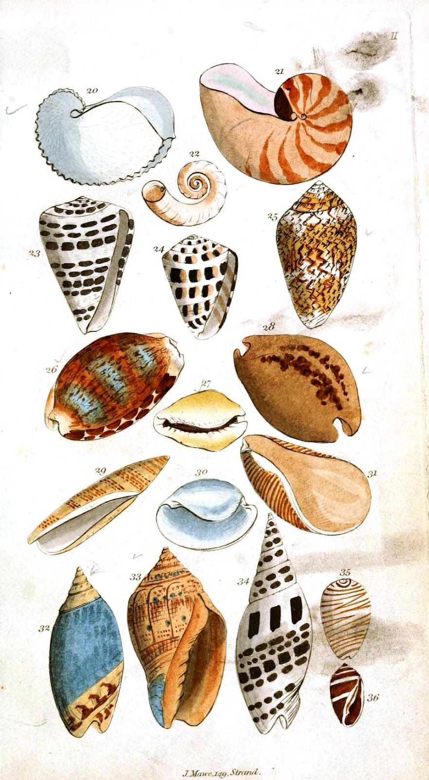 用精美的贝壳插画装饰你的家