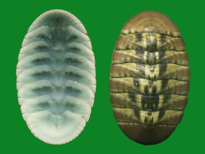 石鳖,你不知道它们的美 --- 冈瓦纳自然网