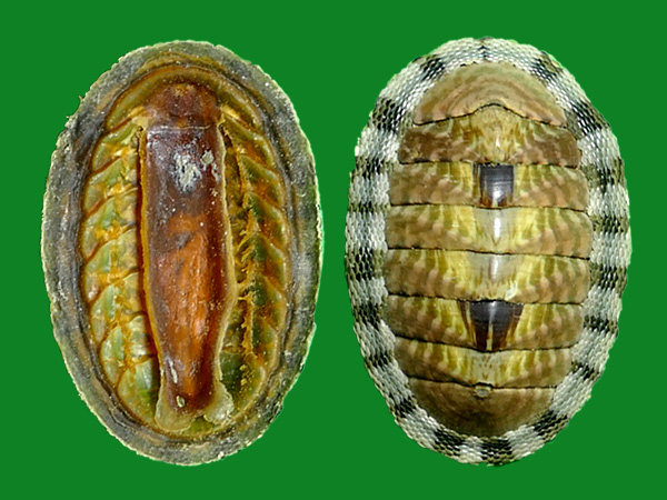 石鳖,你不知道它们的美