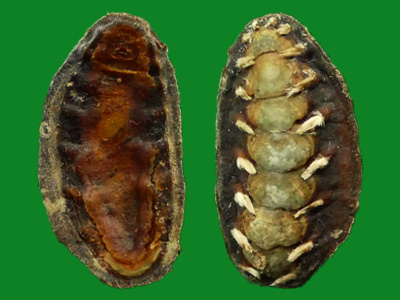 石鳖,你不知道它们的美