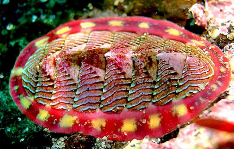 石鳖,你不知道它们的美