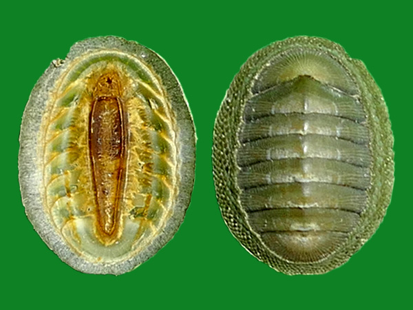 石鳖,你不知道它们的美