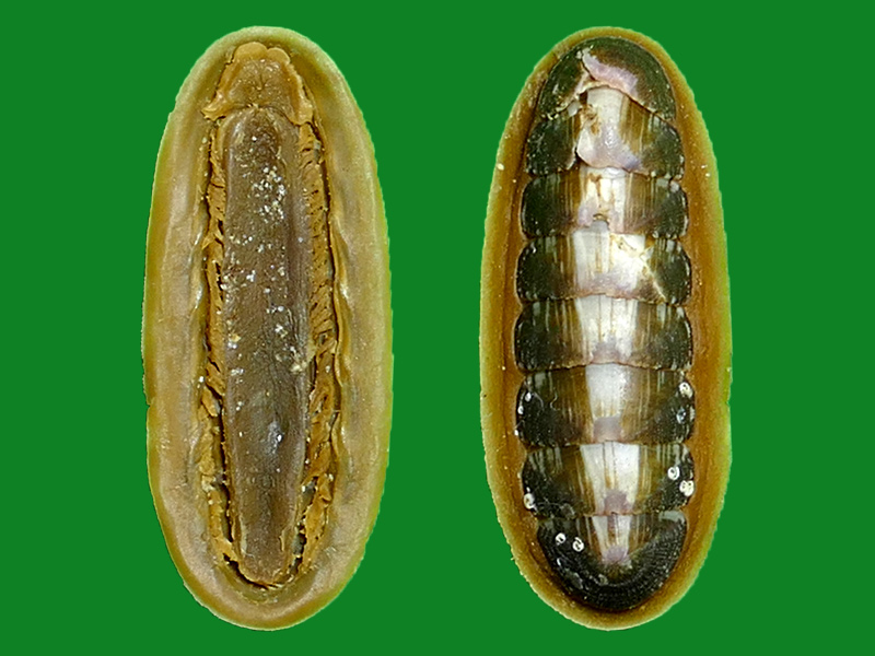 石鳖,你不知道它们的美