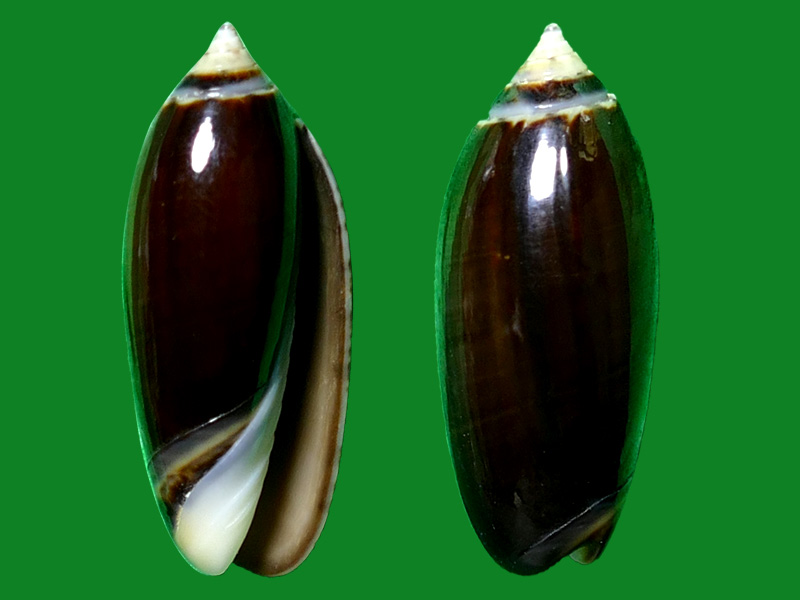 longispirabridgman, 1906这个叫奶色正榧螺oliva olivaf