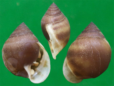 第三堆,它们个头比第二堆再小一点,一般都在1厘米左右这一堆螺,外唇是