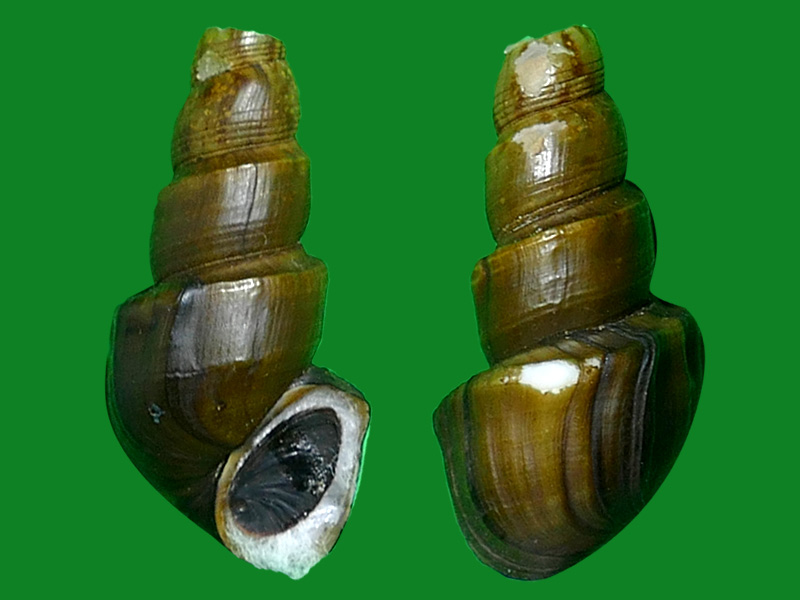 这些是锥蜷 (thiaridae).