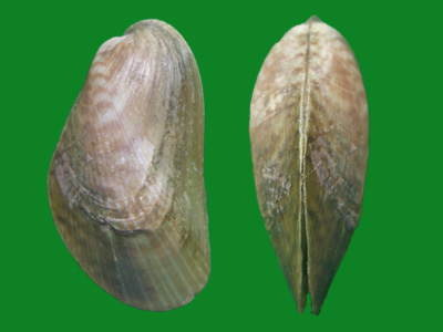 凸壳肌蛤arcuatula senhousia(benson in cantor, 1842) 这是我国南方