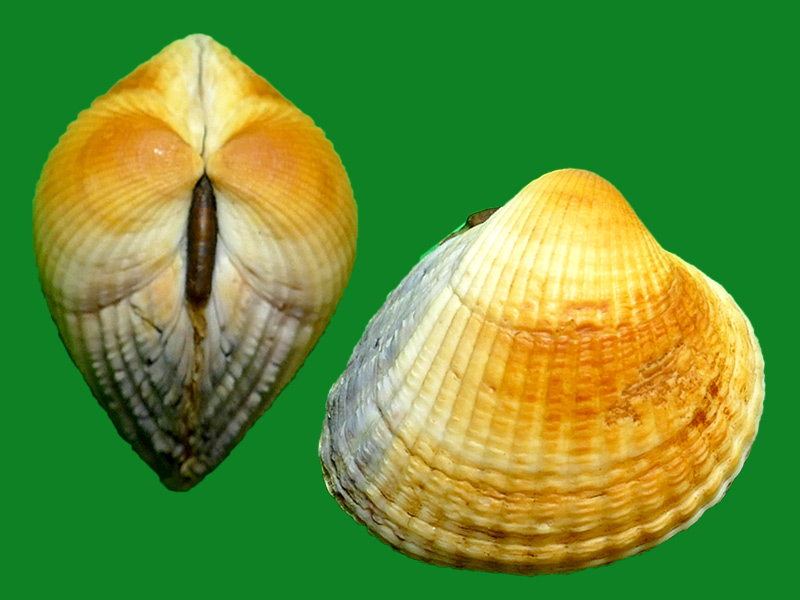 那些拉丁名是"美味"的软体动物