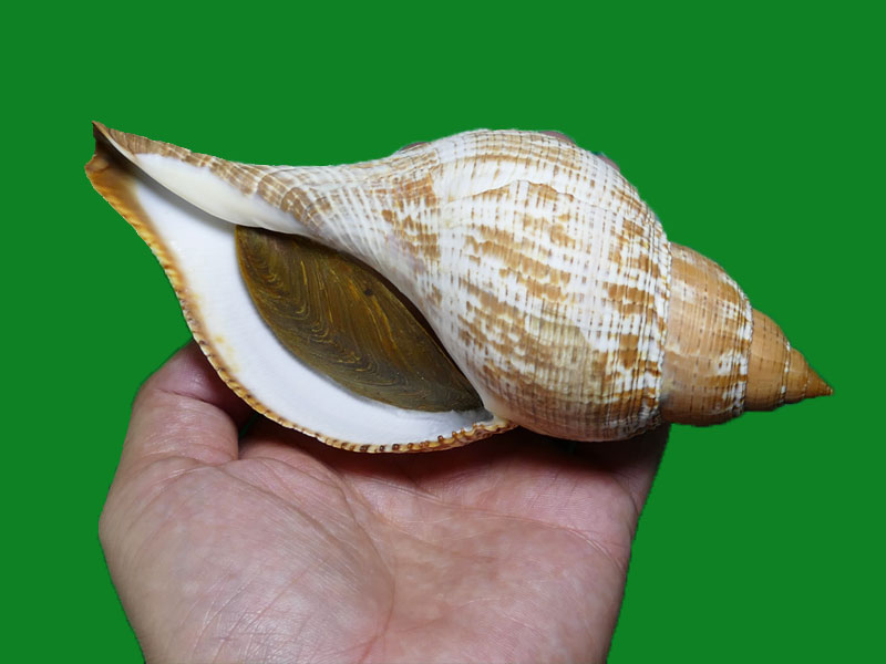 介绍一个壳大易收的科 --- 冈瓦纳自然网