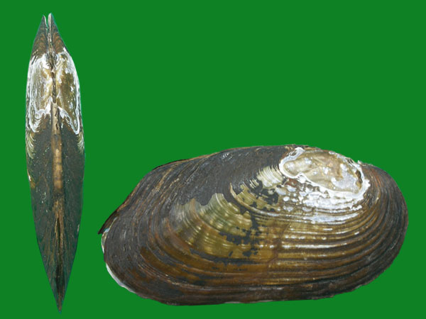 新西兰的淡水贝 --- 冈瓦纳自然网