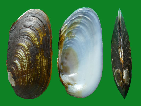 新西兰的淡水贝