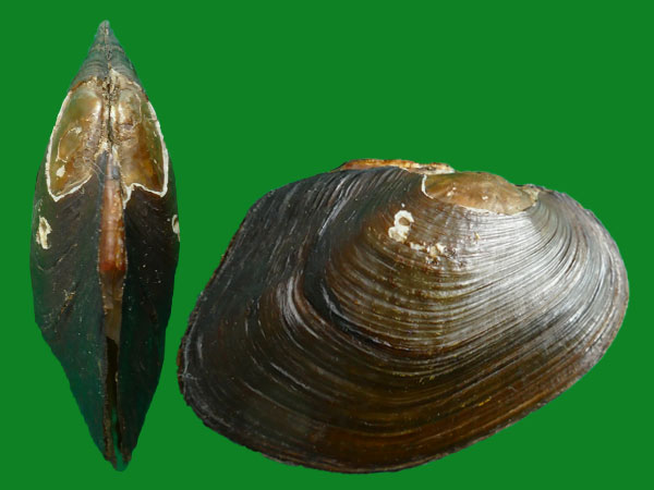 新西兰的淡水贝