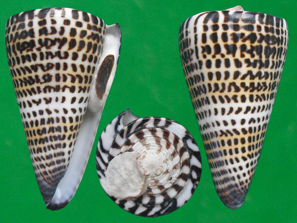 贝壳表面神秘的文字 --- 冈瓦纳自然网