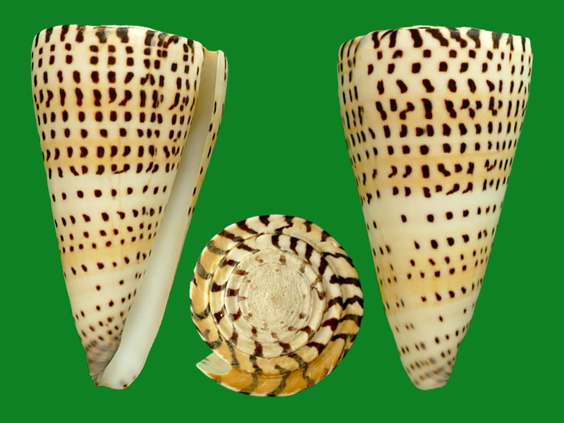 贝壳表面神秘的文字 --- 冈瓦纳自然网