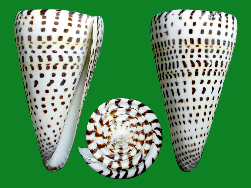 贝壳表面神秘的文字 --- 冈瓦纳自然网