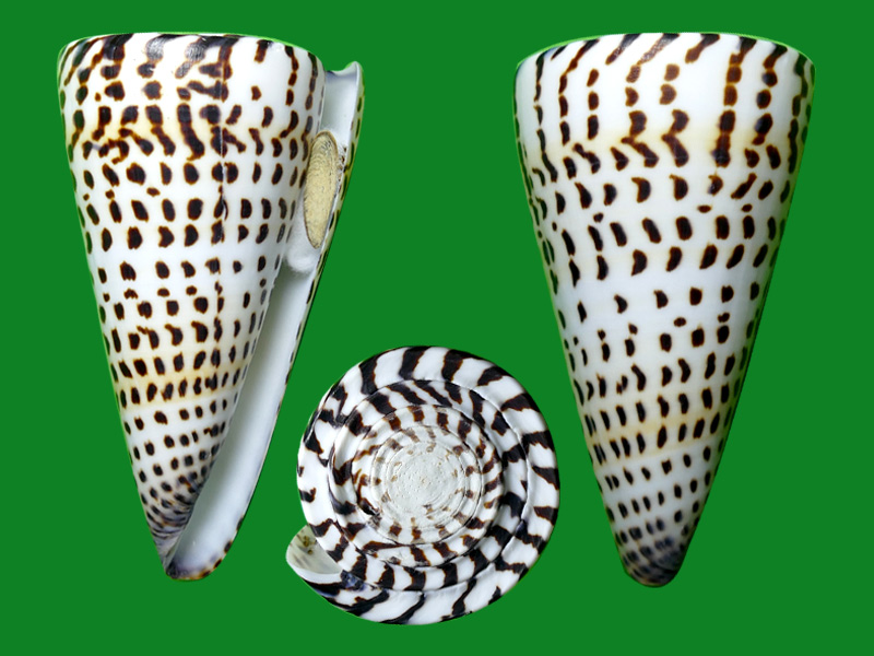 贝壳表面神秘的文字 --- 冈瓦纳自然网