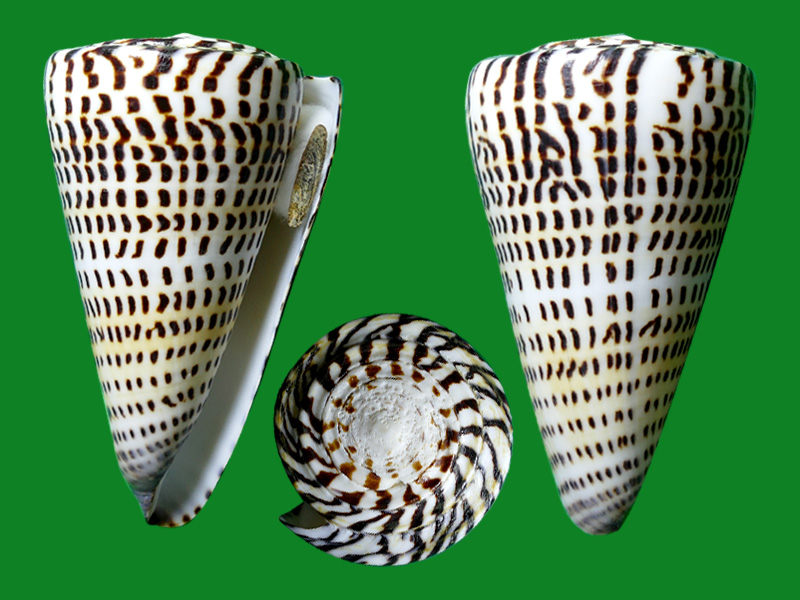 贝壳表面神秘的文字 --- 冈瓦纳自然网