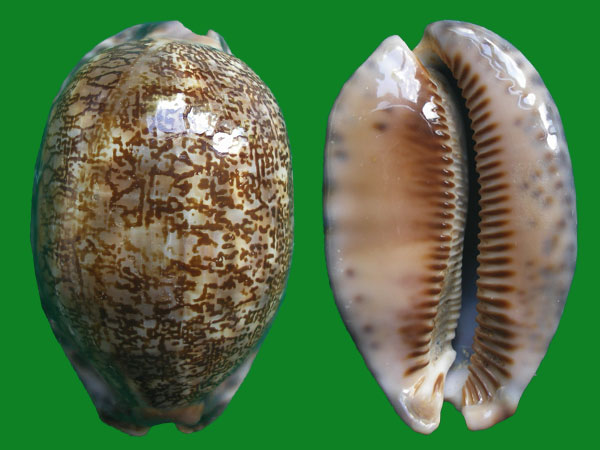 一个是红牡丹宝螺