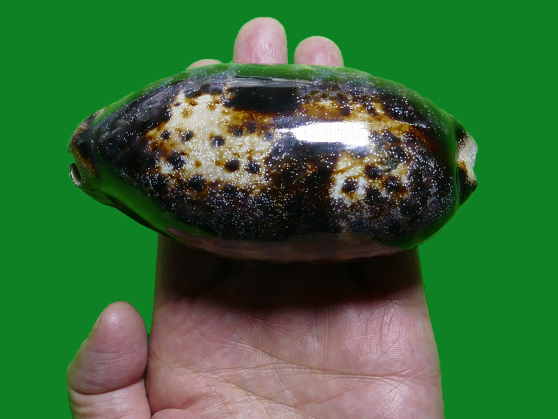 哪些宝螺是大个的?