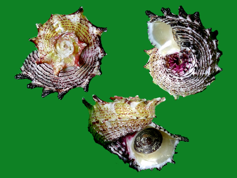 以上两个标本都是棘冠螺,角质口盖雷神星螺虽然满身是刺,还是蝾螺,它