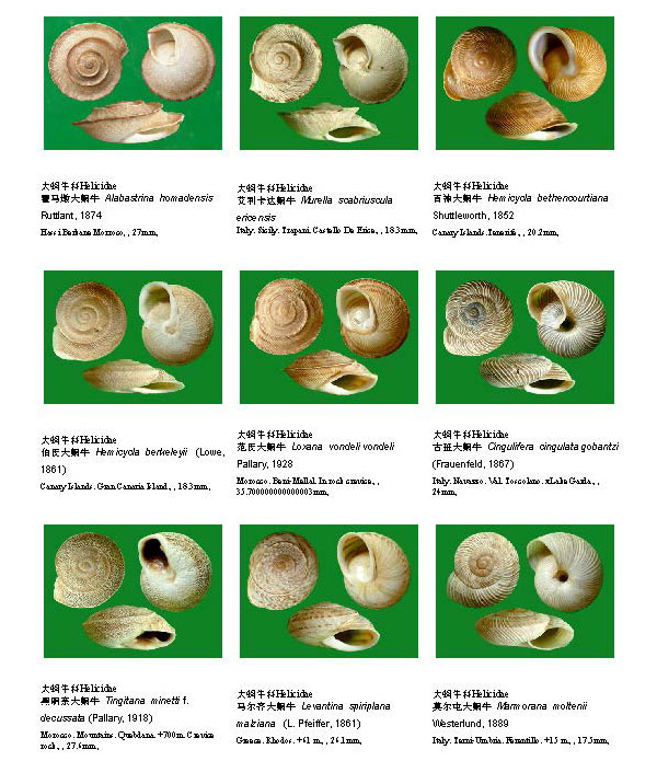 有哪些贝壳像曲奇? --- 冈瓦纳自然网
