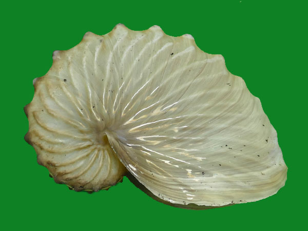 林奈那个时候,单板纲还没有记录.