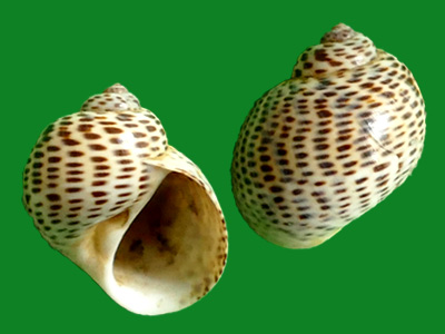 tigrinulumm02llendorff, 1891虎纹环口螺cyclophorus tigrinus