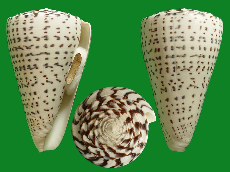 用虎命名的贝壳比虎多得得多 --- 冈瓦纳自然网