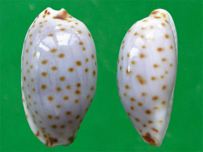 金星宝螺,真值得一说 --- 冈瓦纳自然网