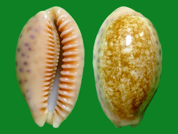 gmelin --- 冈瓦纳自然网